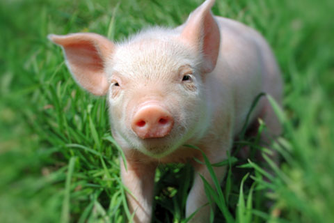 生猪生产